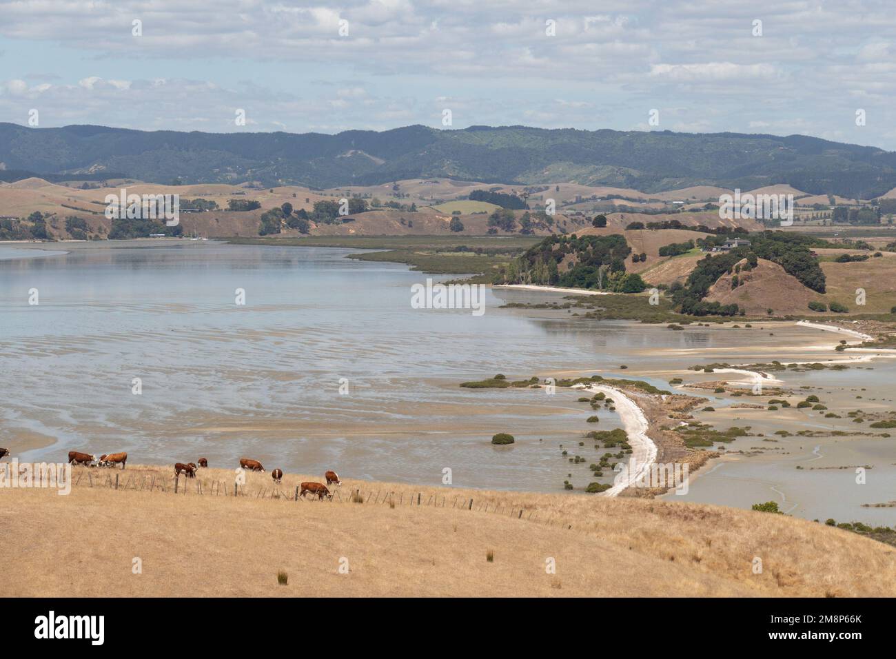 Der Blick auf die malerische Landschaft mit Kühen an einem Hang, Meer und Hügeln im Hintergrund an einem sonnigen Tag, Duder Regional Park, Auckland City, Neuseeland. Stockfoto