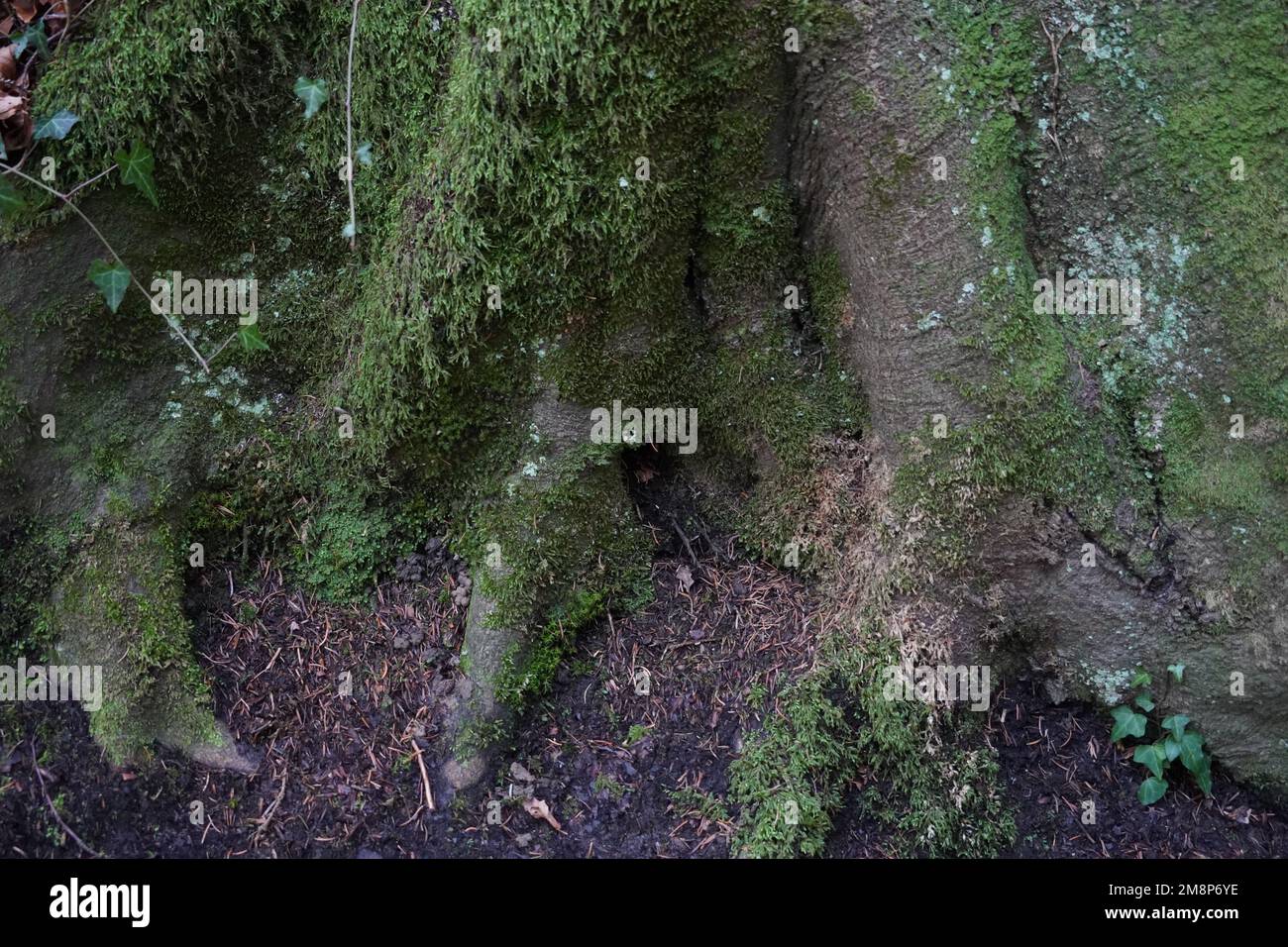 Baumstamm im Detail vom Boden aus erfasst. Es ist mit dunkelgrünem Moos überwuchert. Er eignet sich als Hintergrund für Naturthemen. Stockfoto