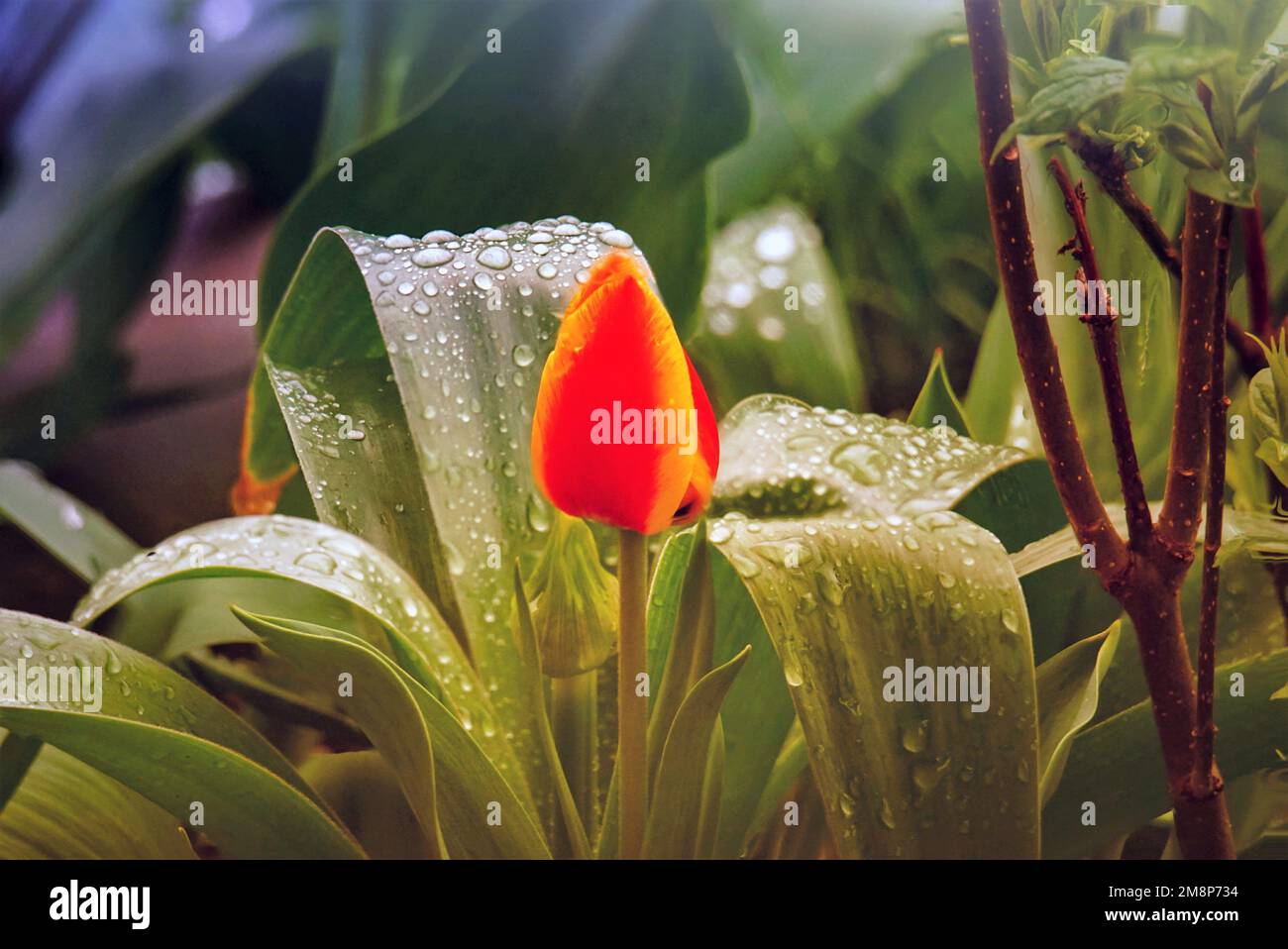 Schöne Blüten, Tulpe mit Regentropfen Stockfoto