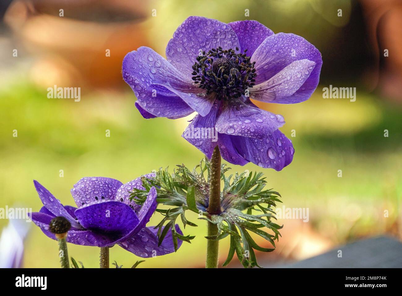 Schöne Blüten, Christrose Stockfoto