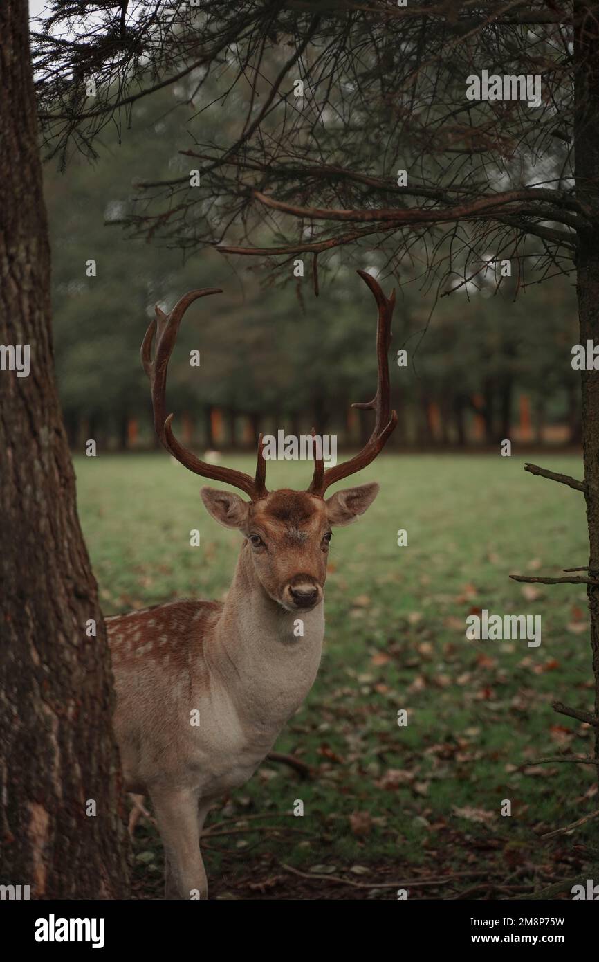 Ein Fawn mit großen Geweihen im Wald aus nächster Nähe, ein Reh, das in die Kamera schaut, ein leichtgläubiges Waldtier, Jagdhirsche Stockfoto