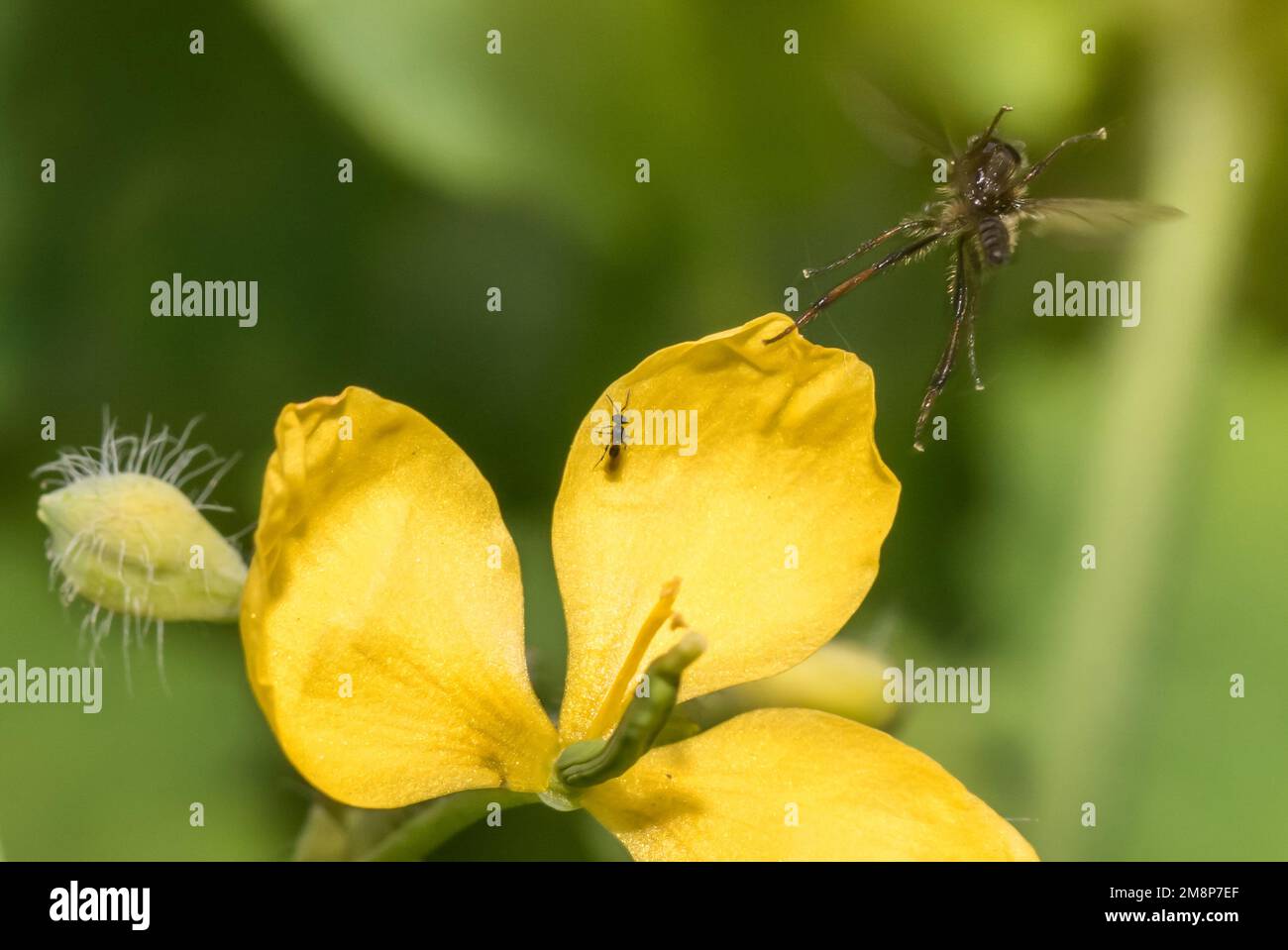 Schöne Blüten mit Startender Haarmücke Stockfoto