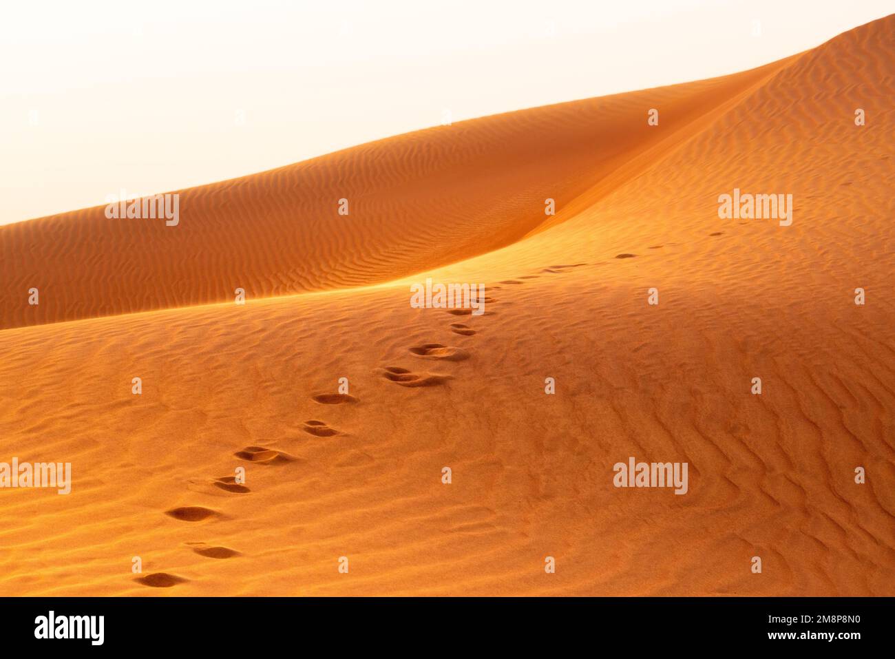 Nahaufnahme der Dünen, die von Fußabdrücken in der roten Wüste Dubais während der goldenen Stunde gekennzeichnet sind Stockfoto