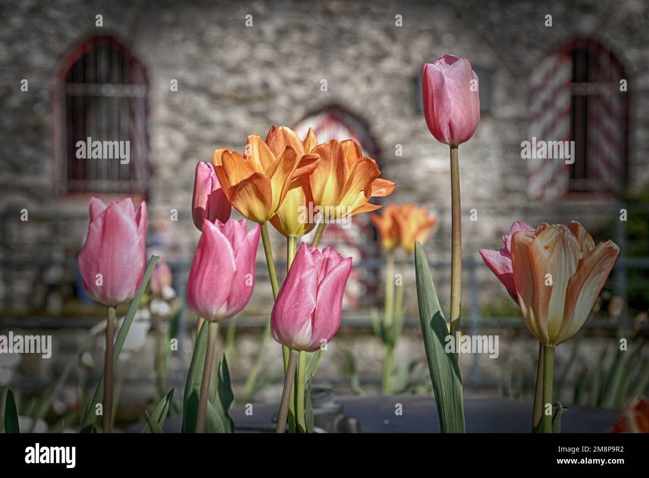 Schöne Blüten vor der Burgruine in Bad Lippspringe Stockfoto