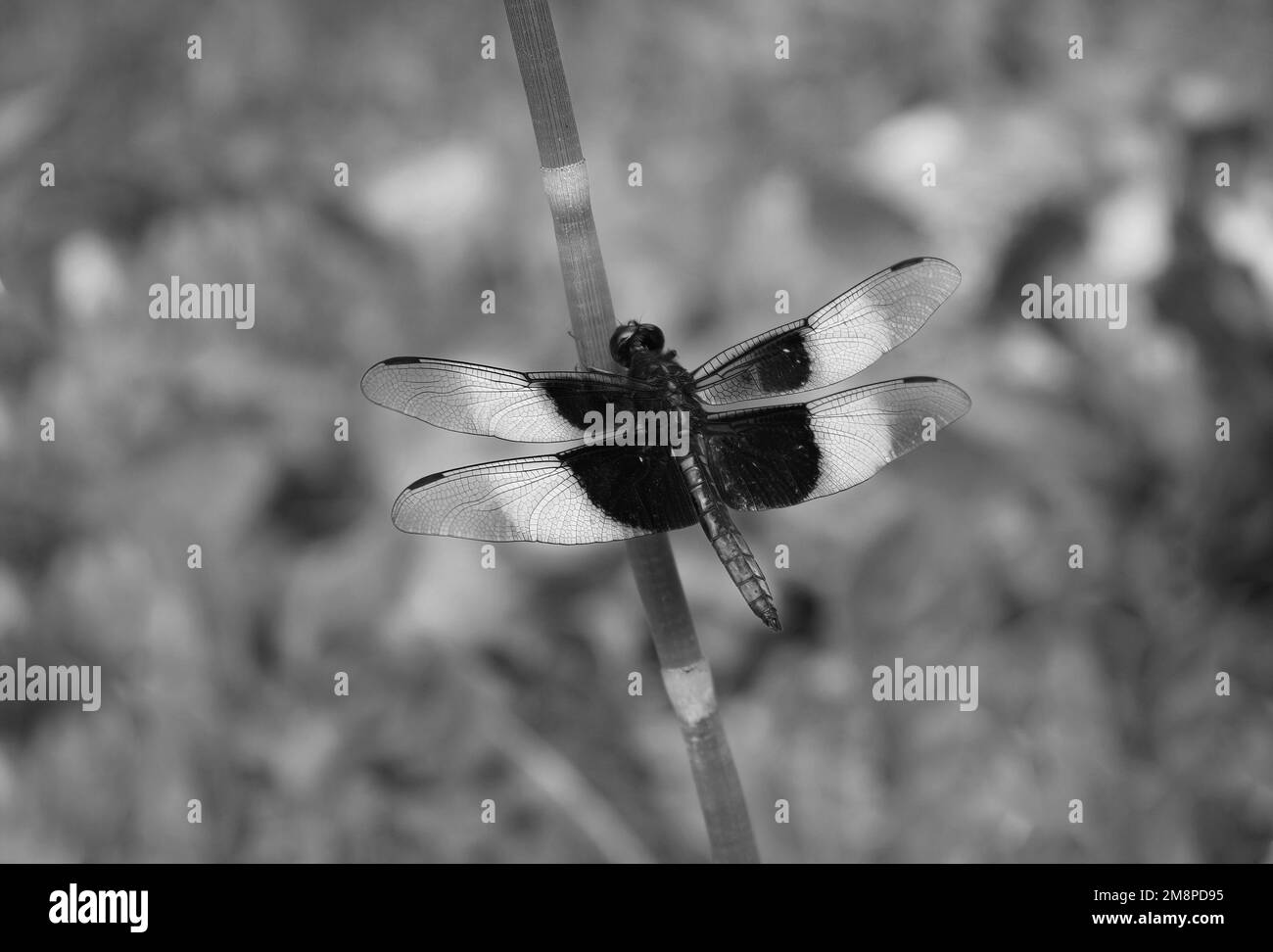 An einem Sommertag in Osceola, Wisconsin, USA, steht eine Libelle mit Witwenskiimer auf einem Stiel. In Schwarzweiß. Stockfoto