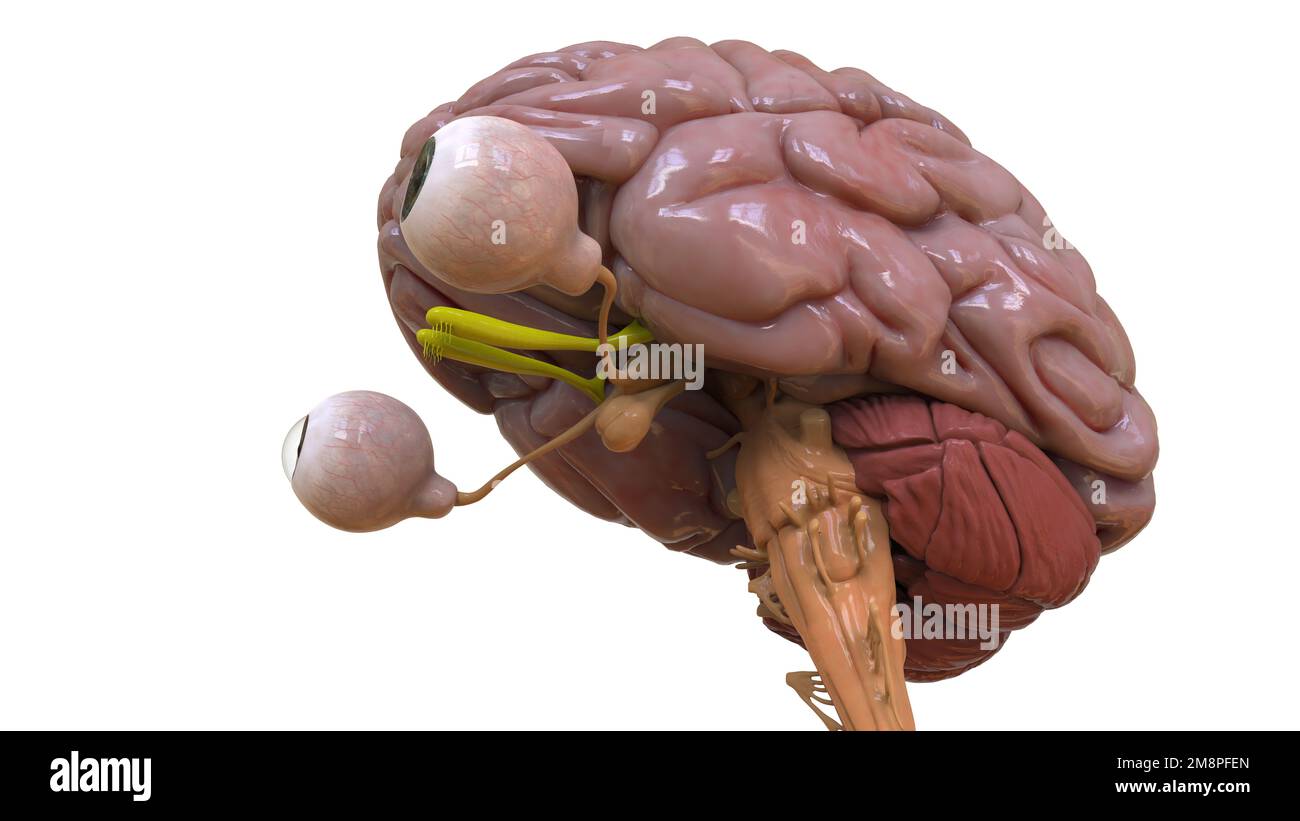 Menschliche Hirnanatomie für die medizinische Konzeptdarstellung 3D Stockfoto