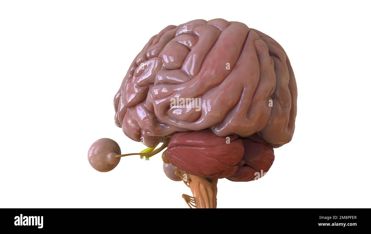 Menschliche Hirnanatomie für die medizinische Konzeptdarstellung 3D Stockfoto