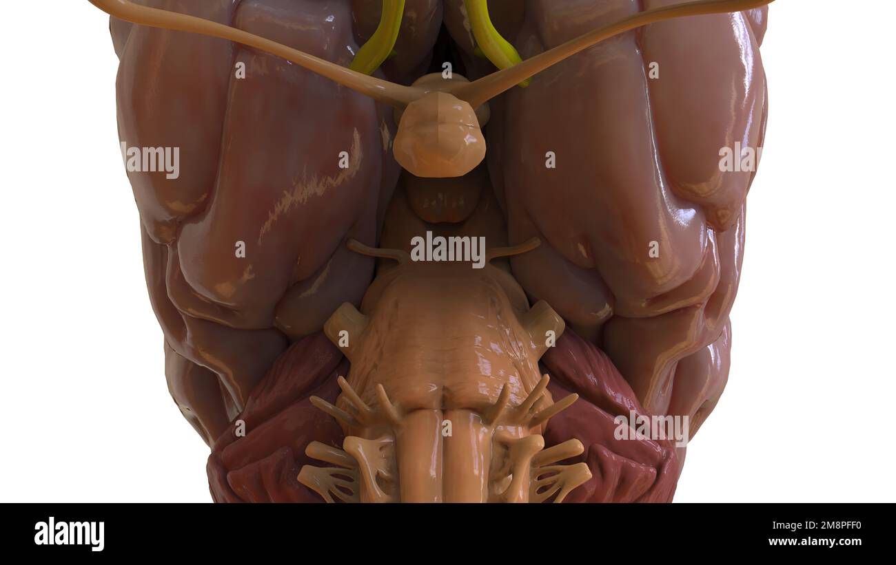 Menschliche Hirnanatomie für die medizinische Konzeptdarstellung 3D Stockfoto