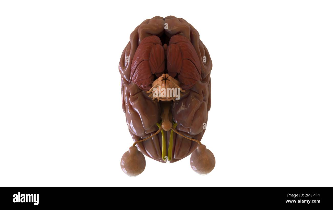 Menschliche Hirnanatomie für die medizinische Konzeptdarstellung 3D Stockfoto