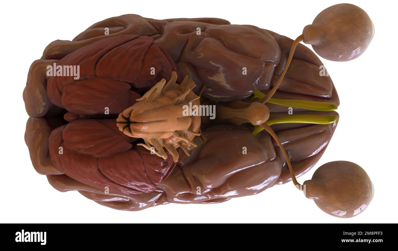 Menschliche Hirnanatomie für die medizinische Konzeptdarstellung 3D Stockfoto