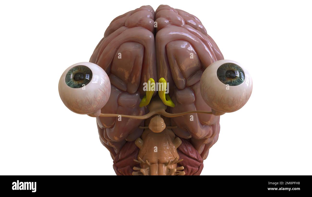 Menschliche Hirnanatomie für die medizinische Konzeptdarstellung 3D Stockfoto