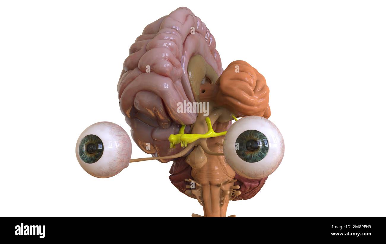 Menschliche Hirnanatomie für die medizinische Konzeptdarstellung 3D Stockfoto