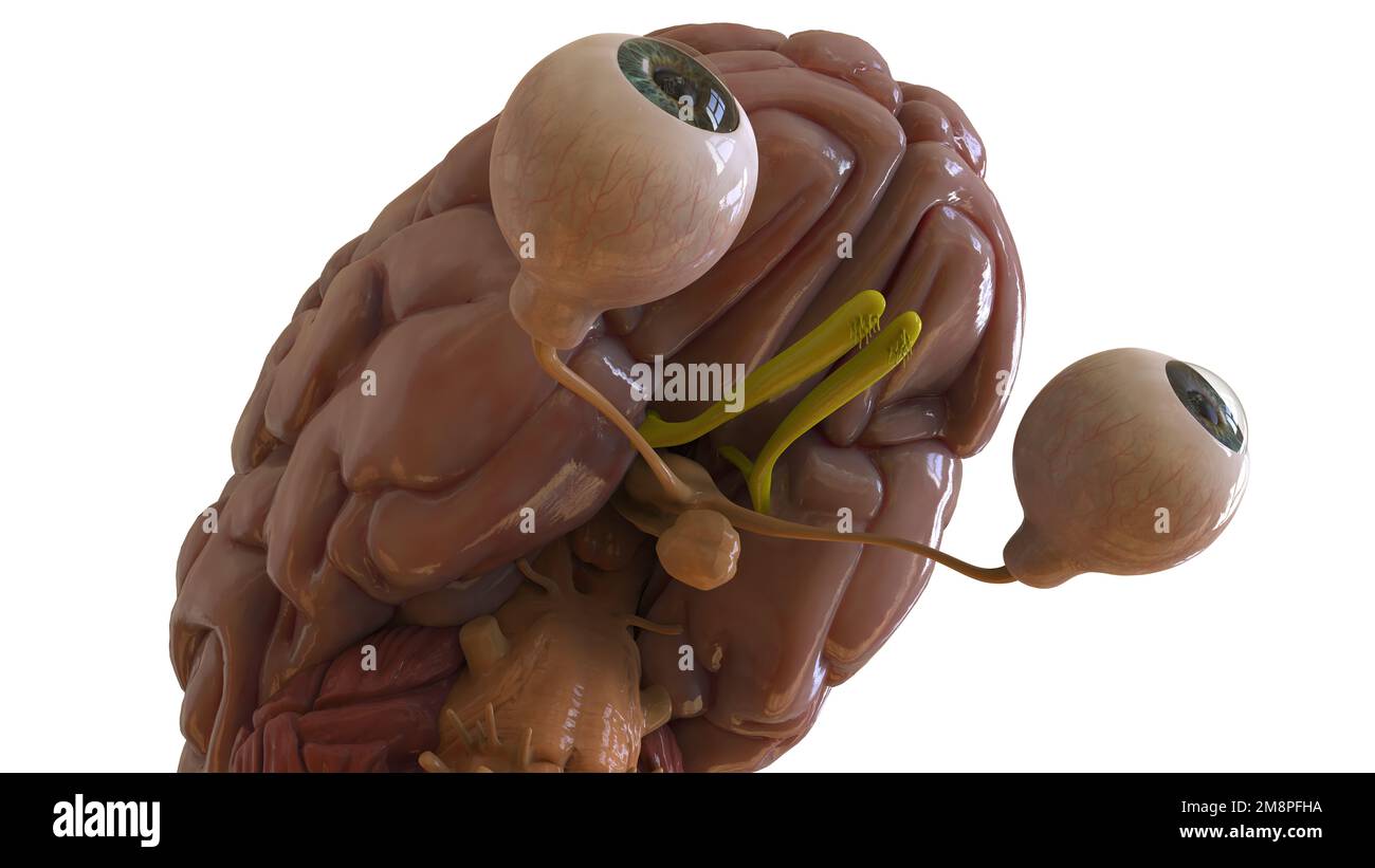 Menschliche Hirnanatomie für die medizinische Konzeptdarstellung 3D Stockfoto