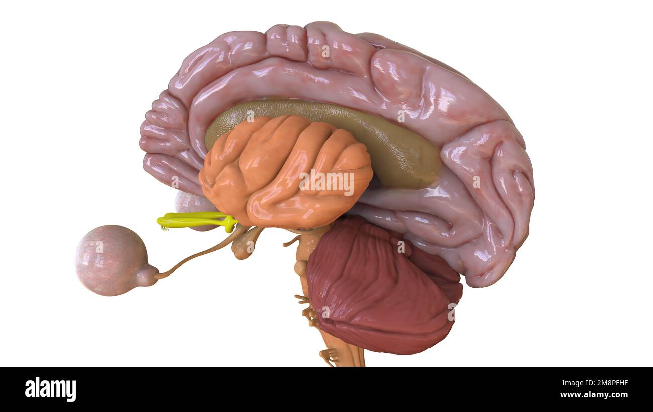 Menschliche Hirnanatomie für die medizinische Konzeptdarstellung 3D Stockfoto