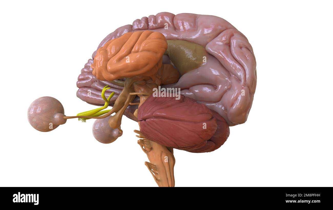 Menschliche Hirnanatomie für die medizinische Konzeptdarstellung 3D Stockfoto