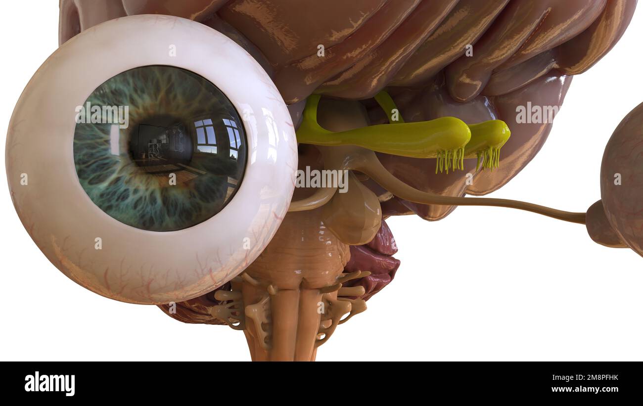 Menschliche Hirnanatomie für die medizinische Konzeptdarstellung 3D Stockfoto