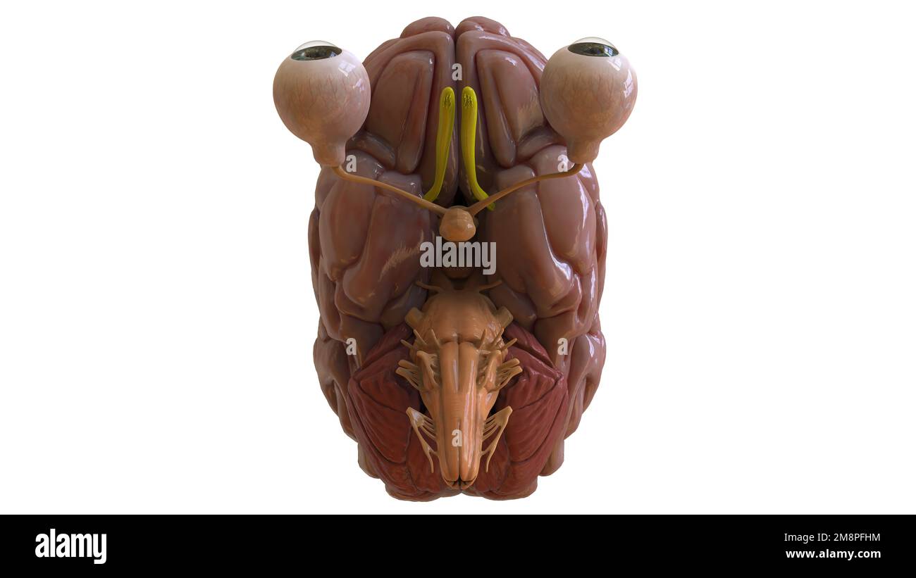 Menschliche Hirnanatomie für die medizinische Konzeptdarstellung 3D Stockfoto