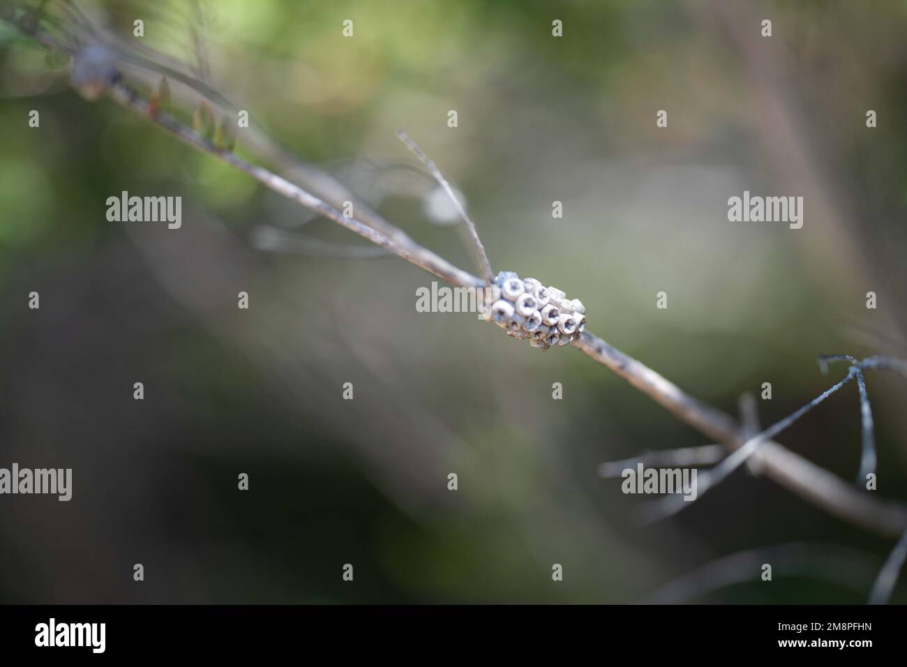 Teebaumblüte und Samen in tasmanien australien im Sommer Stockfoto