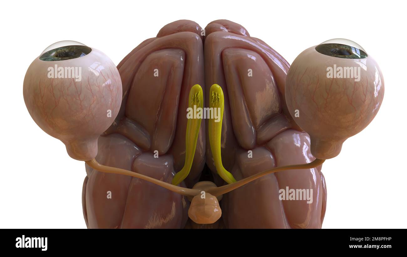 Menschliche Hirnanatomie für die medizinische Konzeptdarstellung 3D Stockfoto