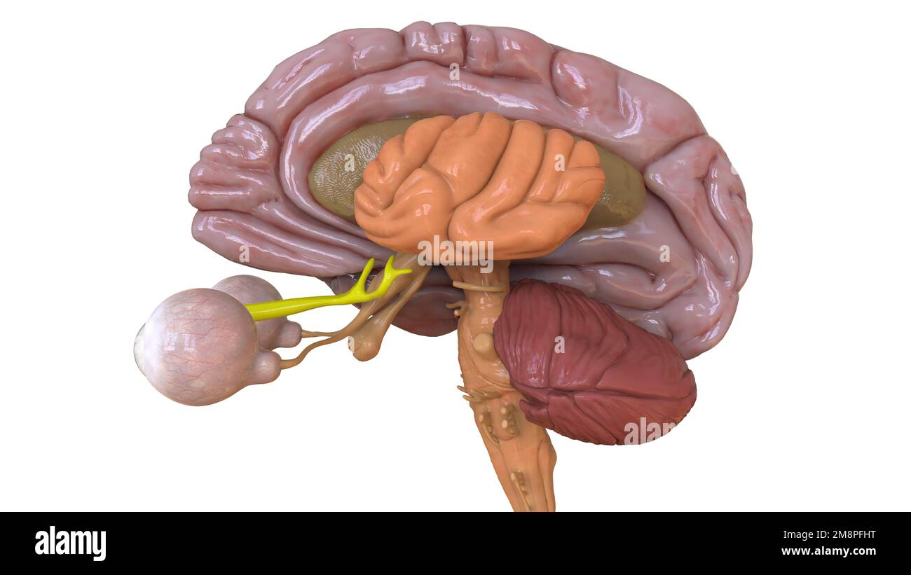 Menschliche Hirnanatomie für die medizinische Konzeptdarstellung 3D Stockfoto