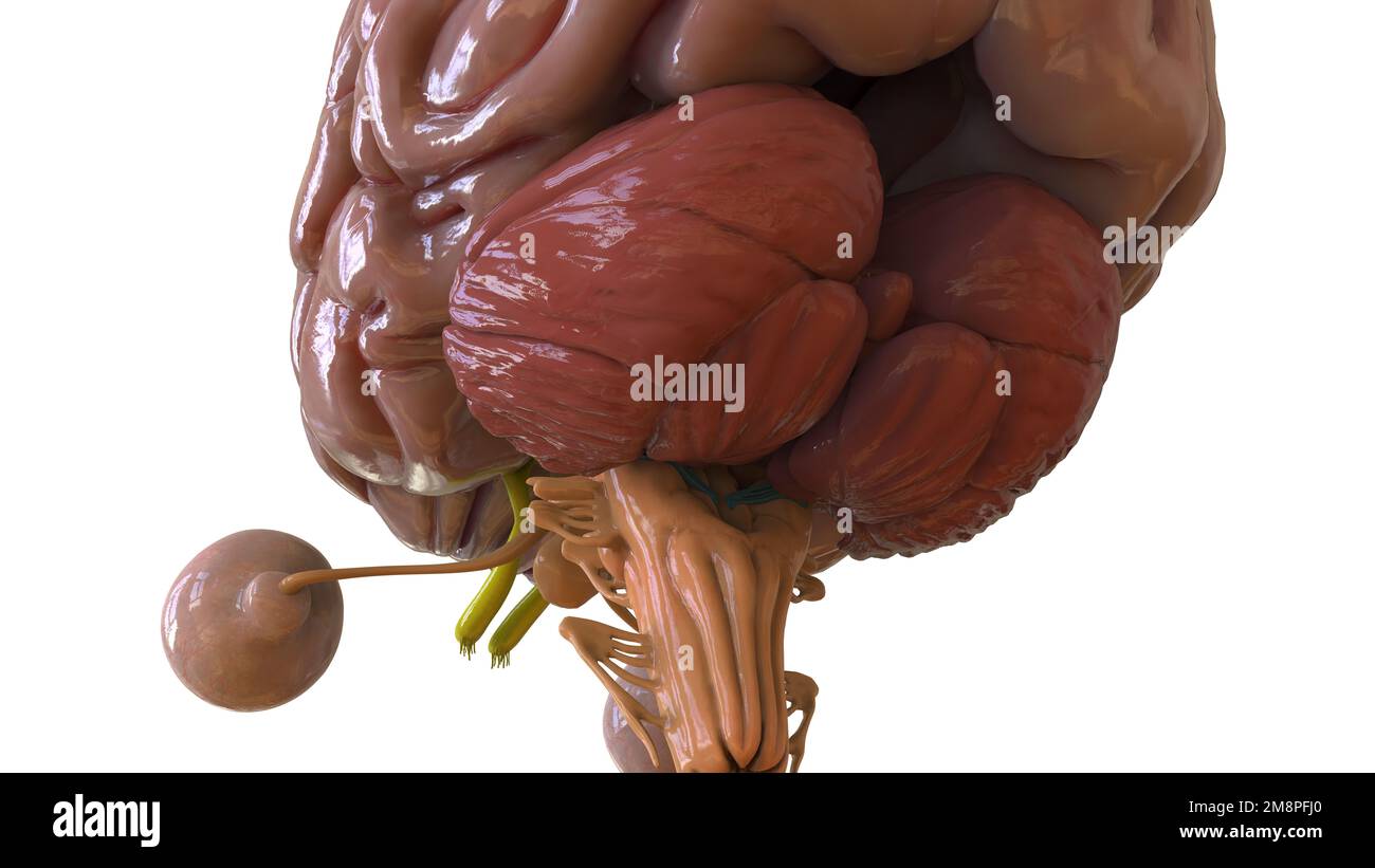 Menschliche Hirnanatomie für die medizinische Konzeptdarstellung 3D Stockfoto