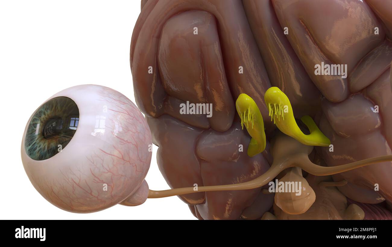 Menschliche Hirnanatomie für die medizinische Konzeptdarstellung 3D Stockfoto