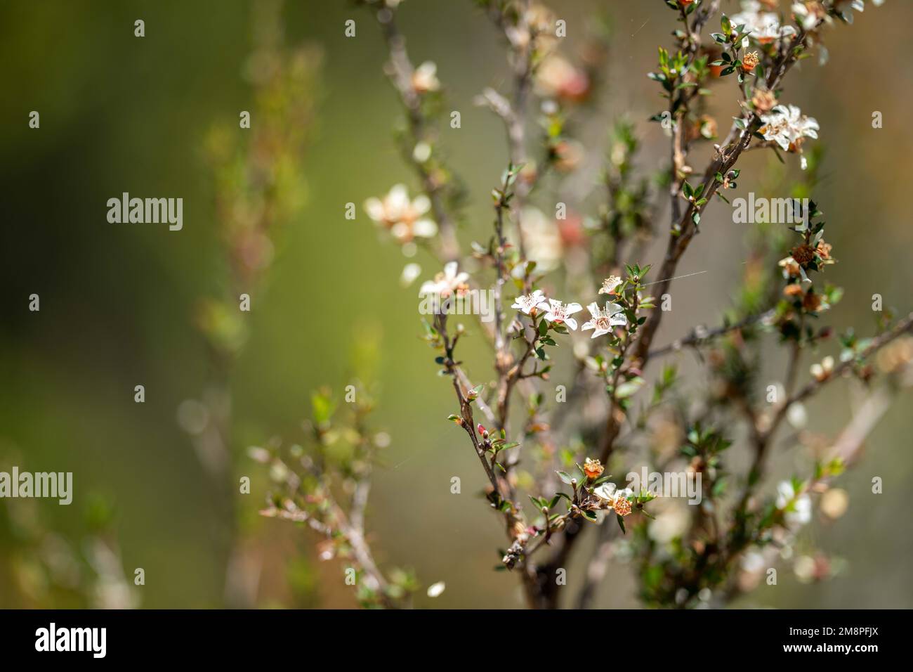 Teebaumblüte und Samen in tasmanien australien im Sommer Stockfoto