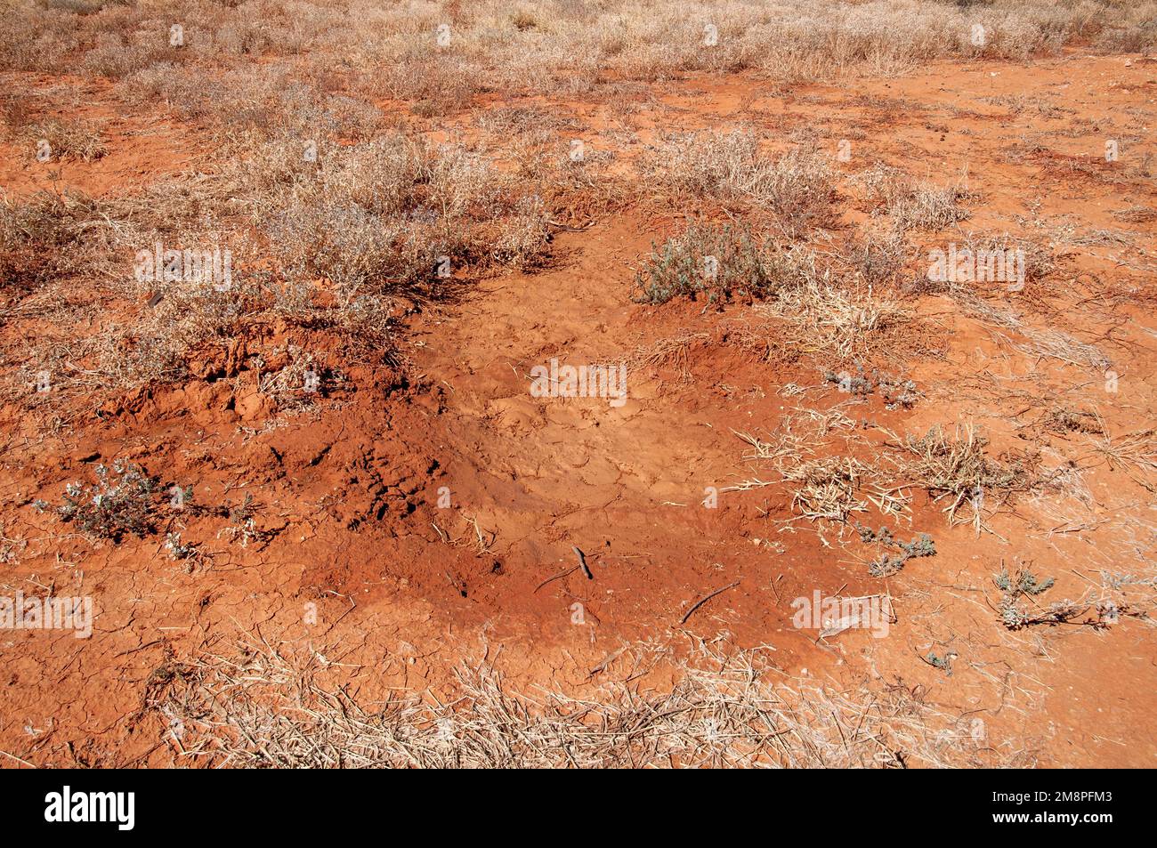 White Cliffs Australia, Outback-Szene mit leerem Hohlraum, wo sich Wasser nach Regen sammelt Stockfoto