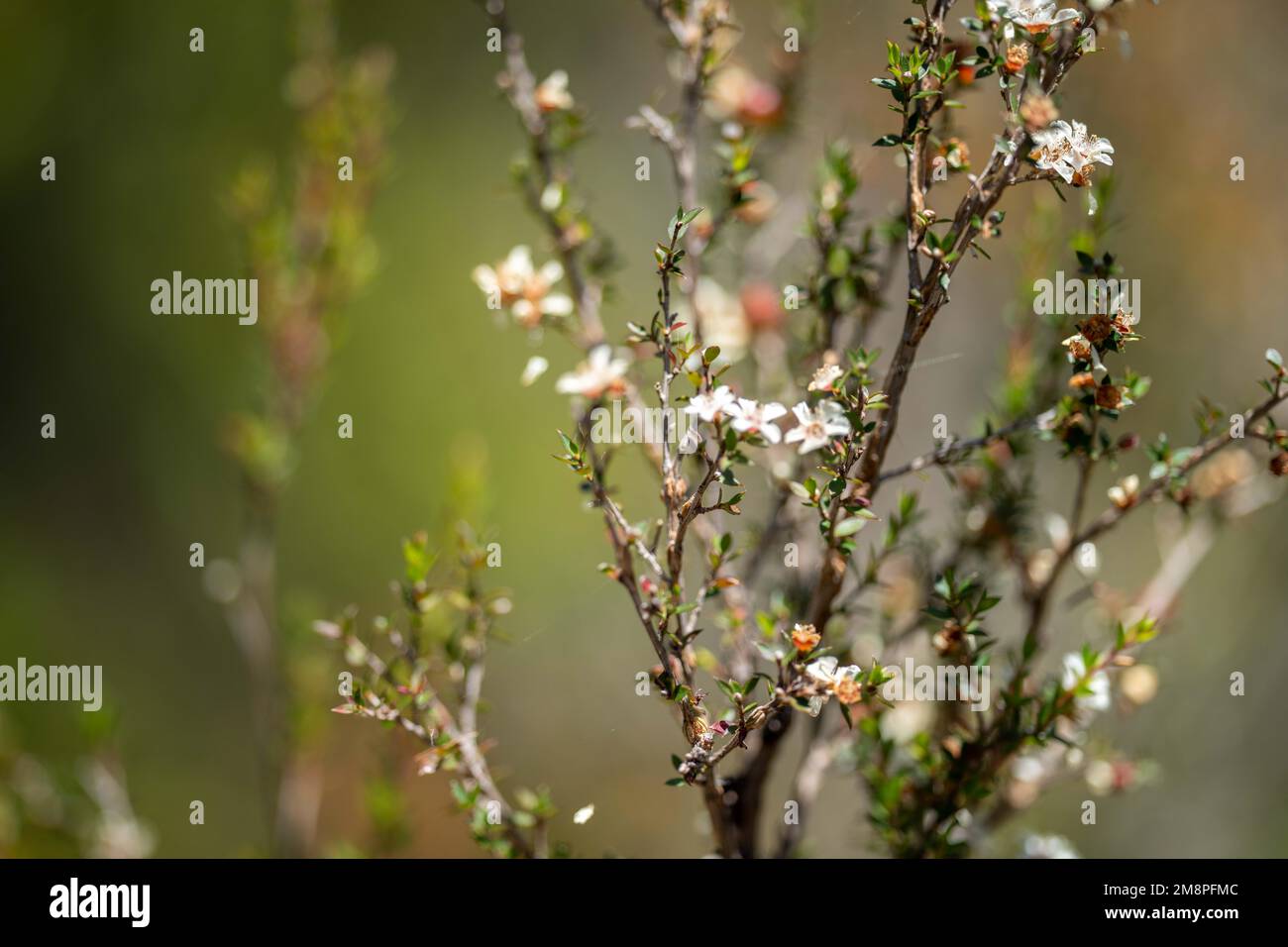 Teebaumblüte und Samen in tasmanien australien im Sommer Stockfoto