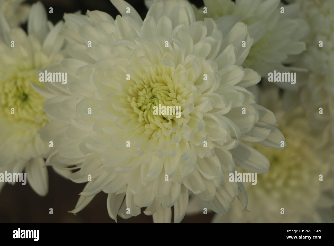 Weiße Chrysanthemen-Blüten im Hintergrund Stockfoto