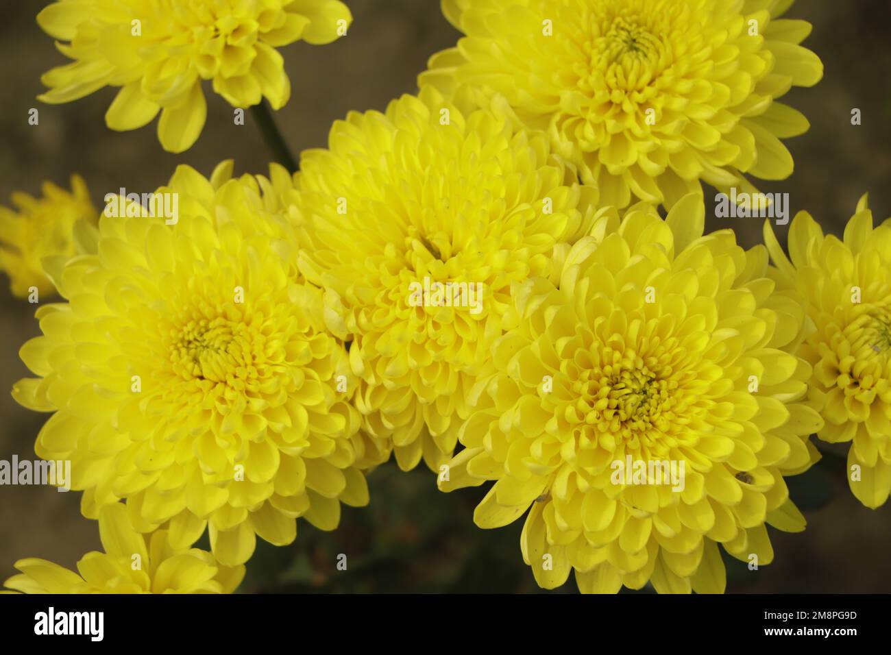 Ein Strauß gelber Chrysanthemen, die die Zusammensetzung bilden. Frühlingsblumen als Geschenk. Gelbe Chrysanthemen. Stockfoto