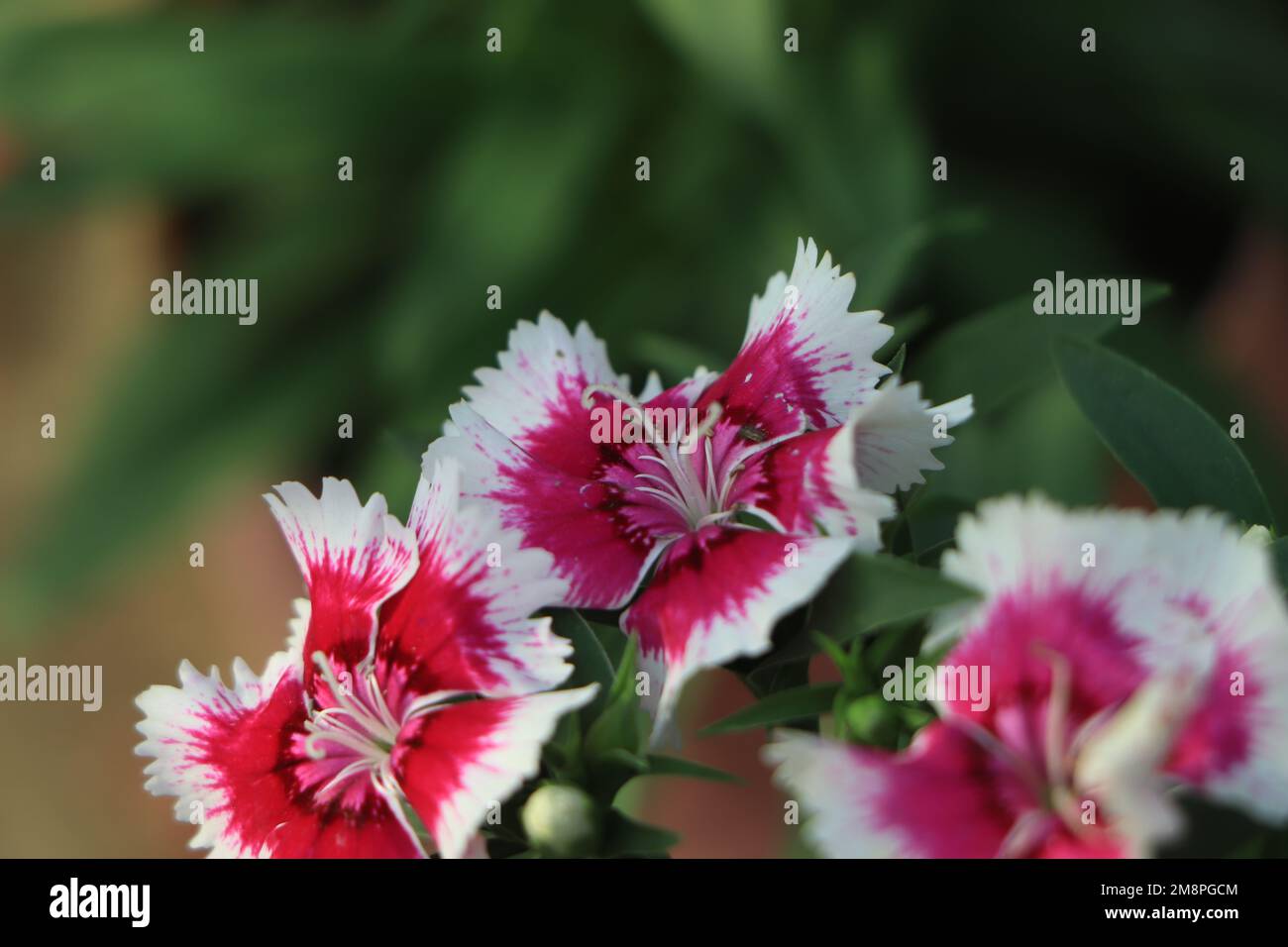 Dianthus barbatus. Blühende türkische Nelke. Sommerblumen. William Dianthus. Blumen im Garten. Stockfoto