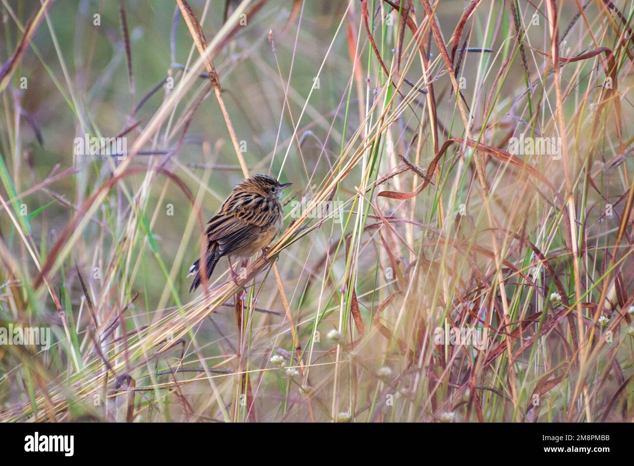 Eine Zitting Cisticola hoch oben auf einer Grashalme im Bhigwan Bird Sanctuary in Indien Stockfoto