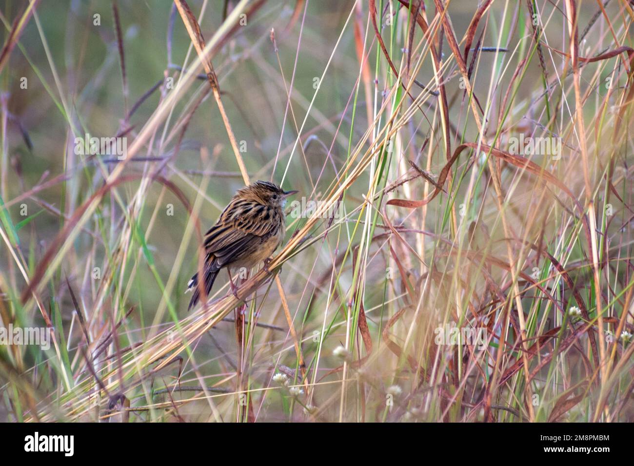 Eine Zitting Cisticola hoch oben auf einer Grashalme im Bhigwan Bird Sanctuary in Indien Stockfoto