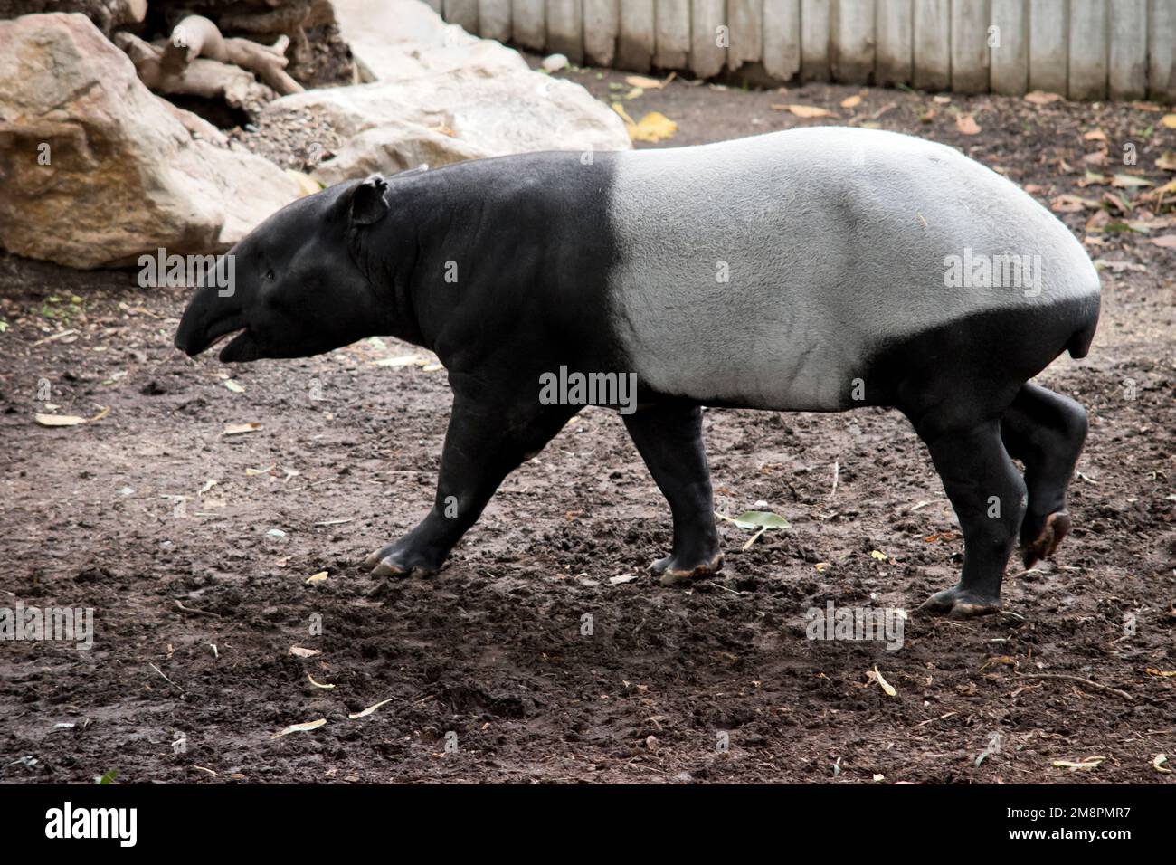 Das ist ein Nebenspiel eines malaysischen Tapirs Stockfoto