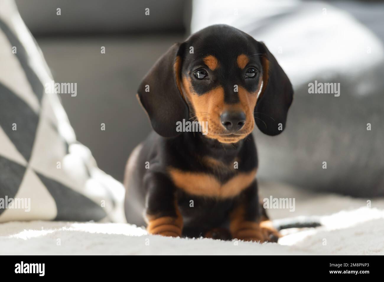 Niedlicher kleiner Wursthund 10 Wochen alt auf dem grauen Sofa drinnen Stockfoto
