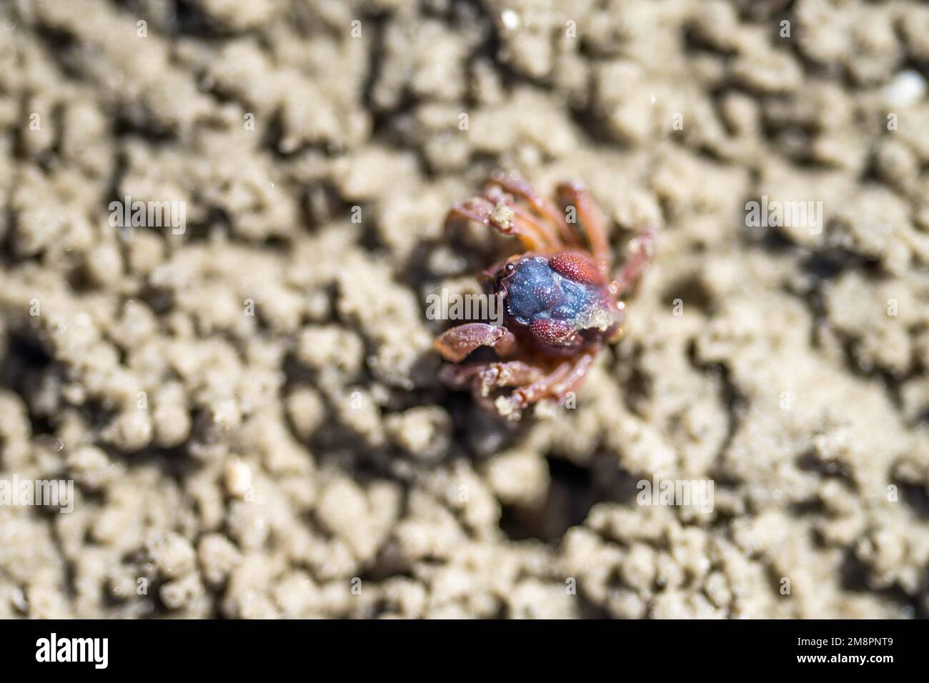 Tasmanische Grabkrabbe südlicher Soldier im Sommer an einem Strand aus der Nähe in australien Stockfoto