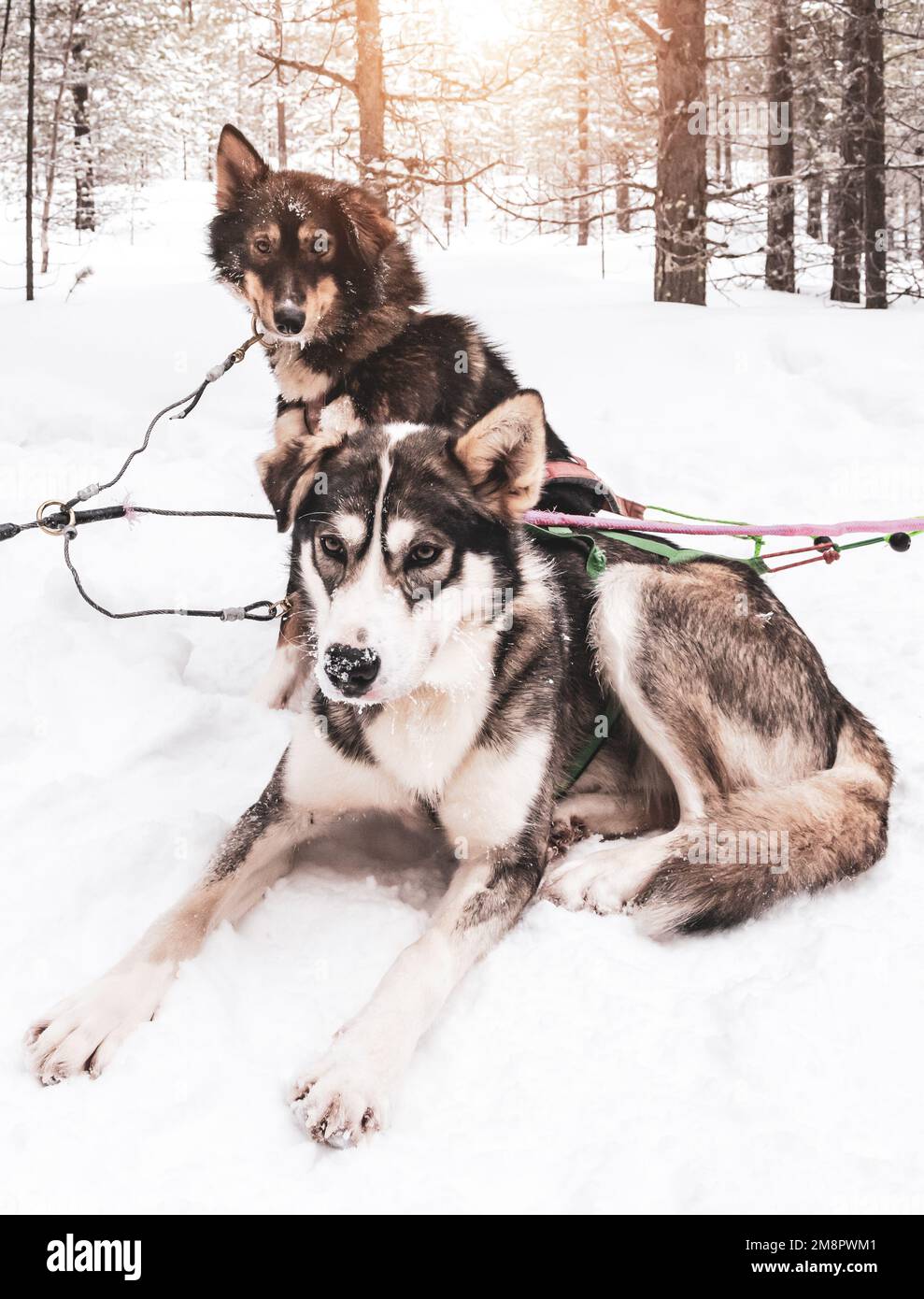 Husky-Hunde im Schnee. Schlittenhunde in Lappland. Stockfoto