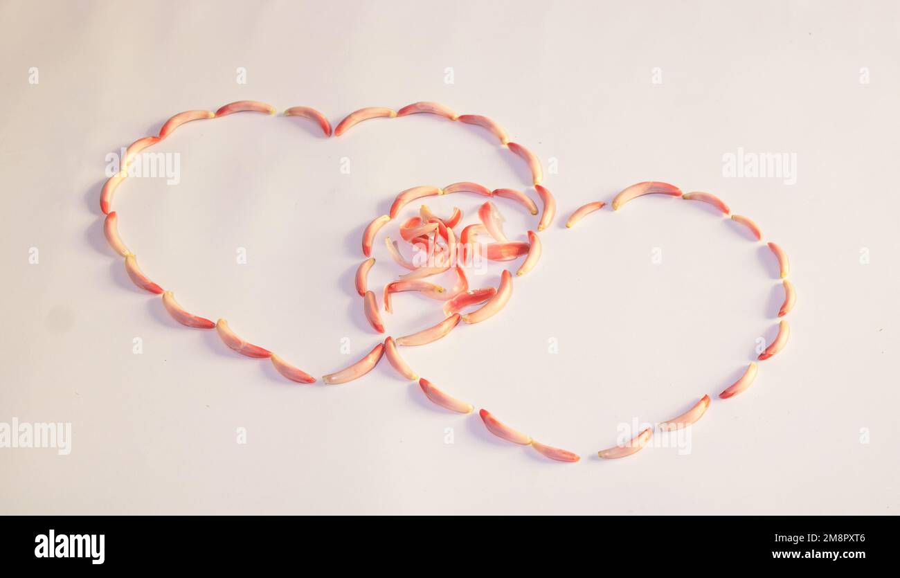 Wunderschöne valentinsdekoration mit Blumen, natürliche Dekoration Stockfoto