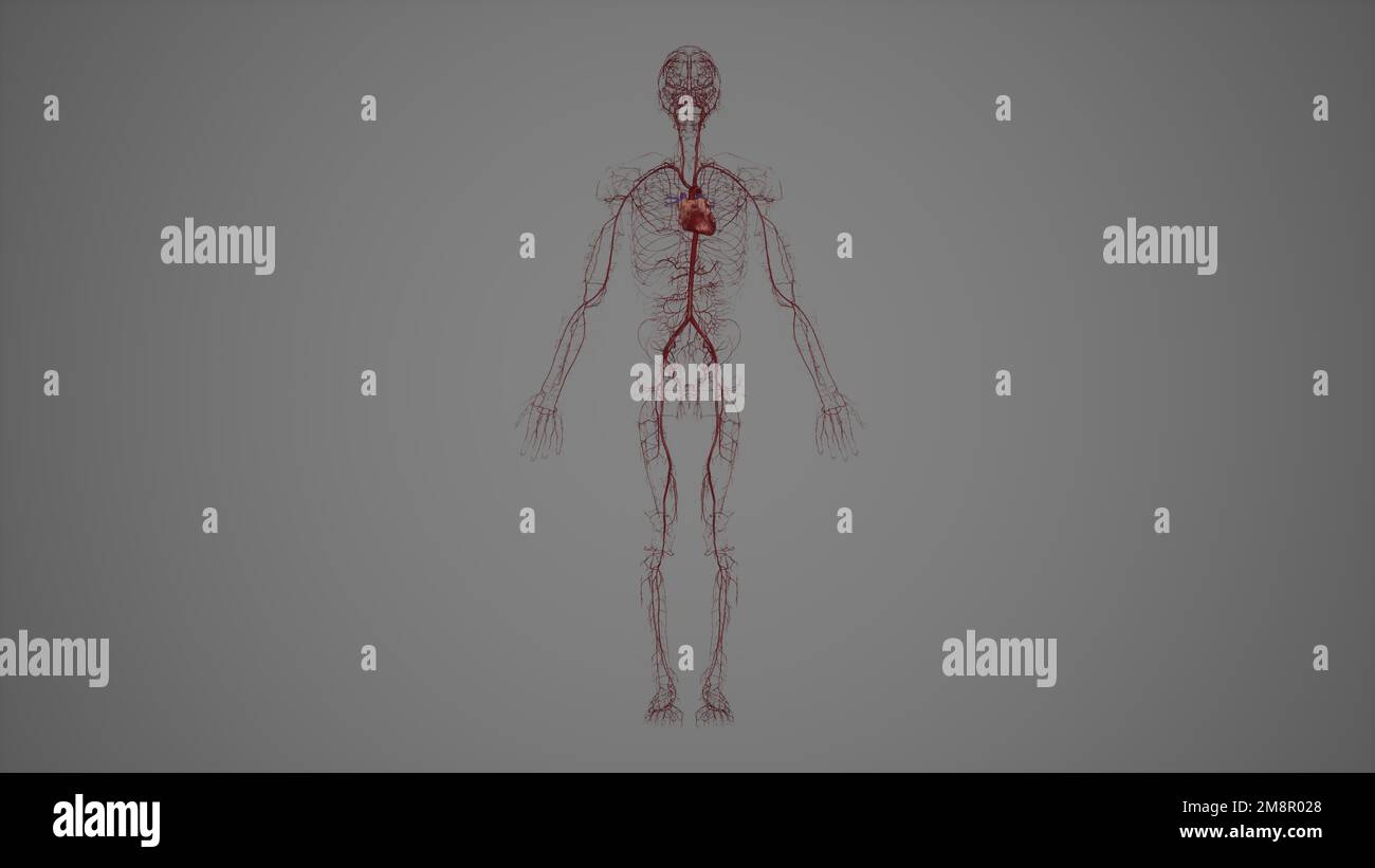 Vorderansicht des menschlichen Arteriensystems, 3drendering Stockfoto