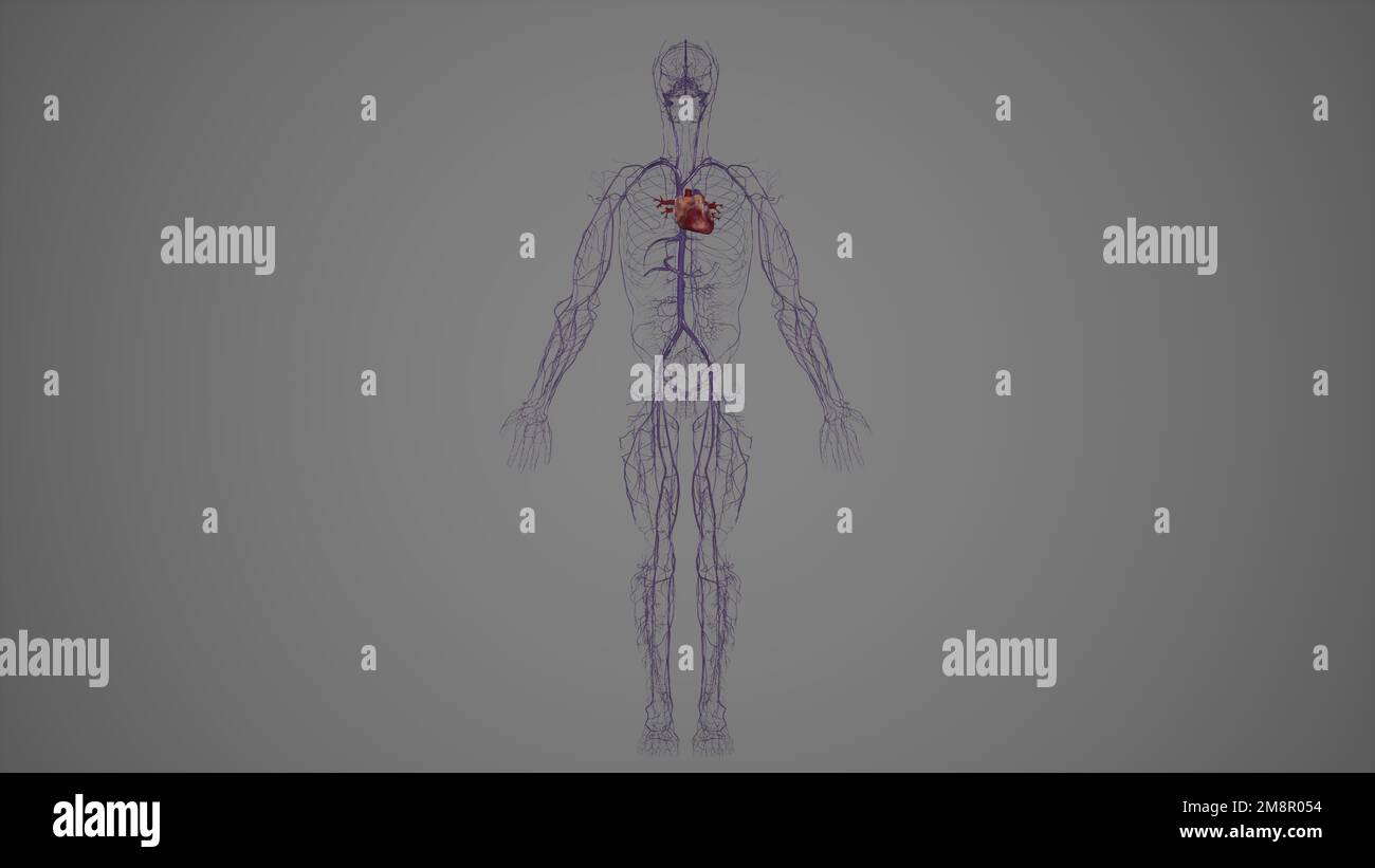 Vorderansicht des menschlichen Venensystems,3drendering Stockfoto
