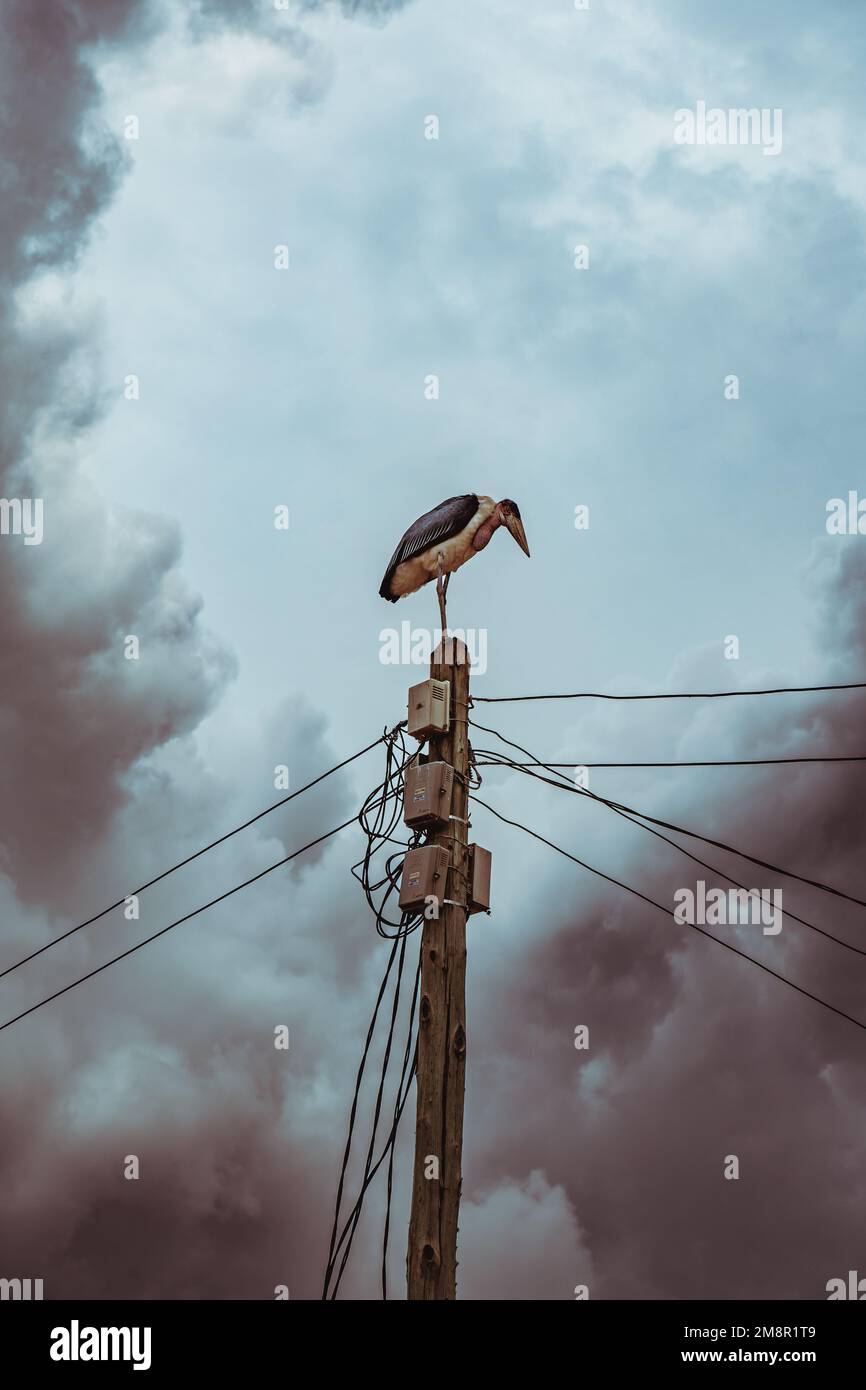 Marabou-Vogel, der auf dem Versorgungsmast in Tansania, Afrika, steht. Dramatischer und bewölkter Hintergrund. Stockfoto