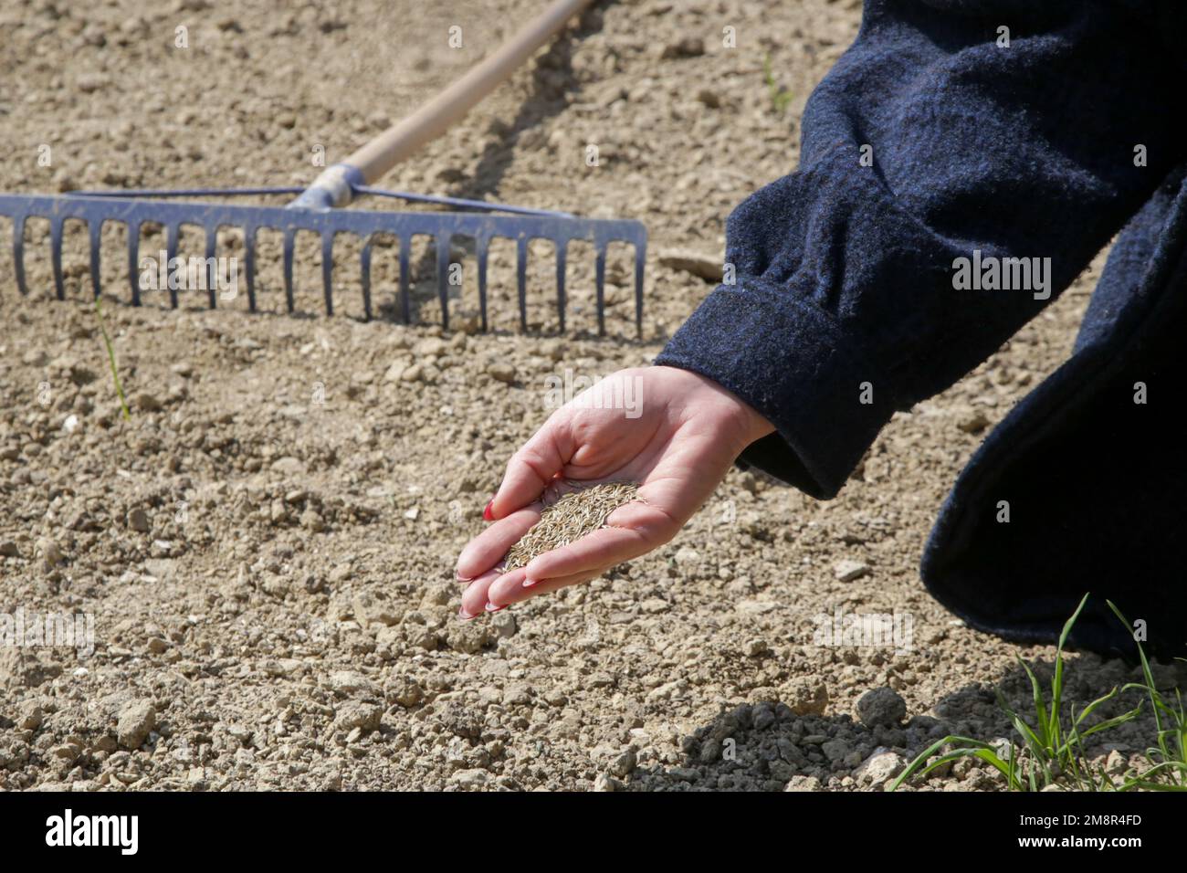 Grassamen in der Hand. Gras Pflanzen. Aussaat und Anbau eines Rasens. Eine Reihe von Fotos. Stockfoto