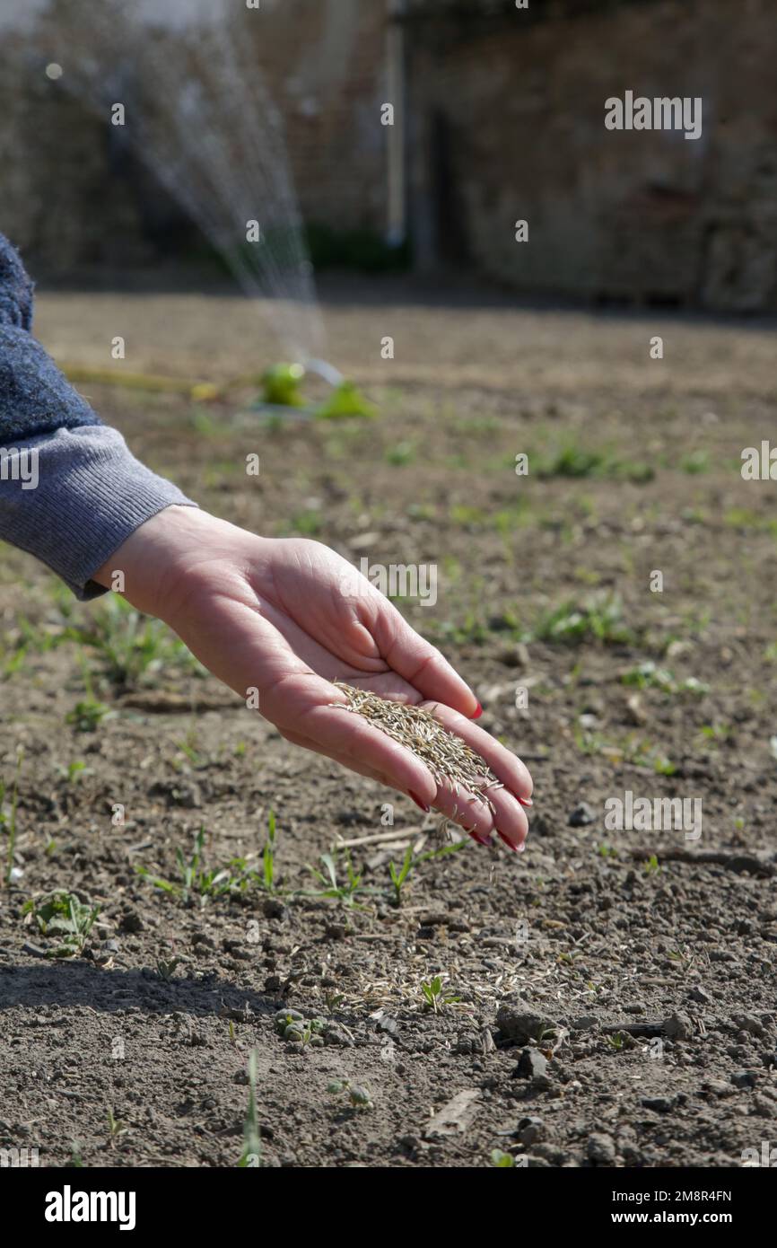 Grassamen in der Hand. Gras Pflanzen. Aussaat und Anbau eines Rasens. Eine Reihe von Fotos. Stockfoto