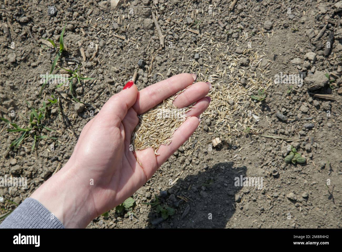 Grassamen in der Hand. Gras Pflanzen. Aussaat und Anbau eines Rasens. Eine Reihe von Fotos. Stockfoto