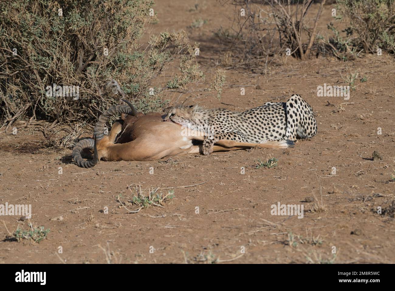 Gepard (Acinonyx jubatus). Ein großes Junges am Kadaver eines männlichen Impalas, getötet von seiner Mutter Stockfoto