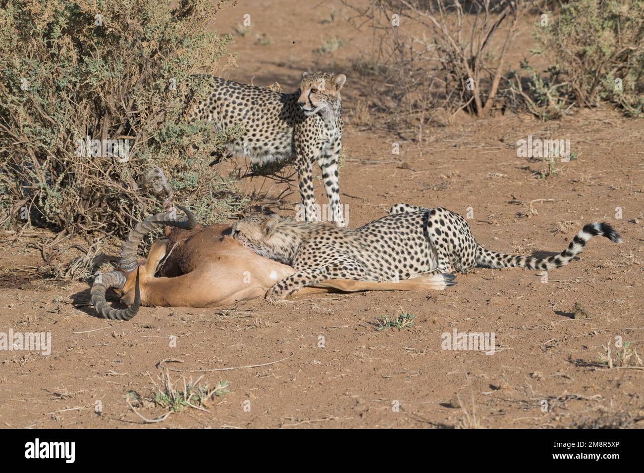 Gepard (Acinonyx jubatus). Große Jungen am Kadaver eines männlichen Impalas, getötet von ihrer Mutter. Einer ernährt sich, der andere wacht Stockfoto