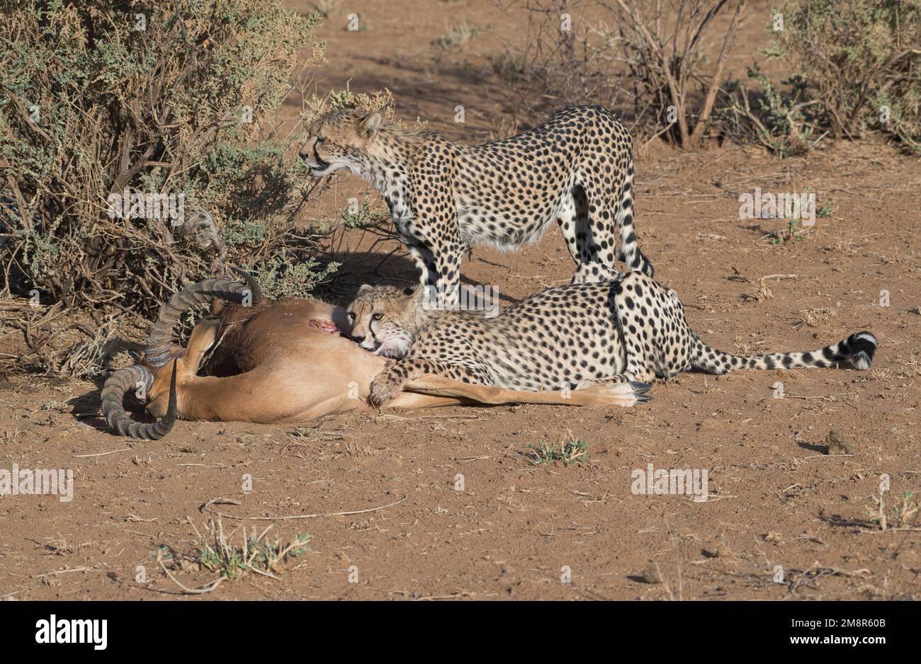 Gepard (Acinonyx jubatus). Große Jungen am Kadaver eines männlichen Impalas, getötet von ihrer Mutter. Einer ernährt sich, der andere wacht. Stockfoto