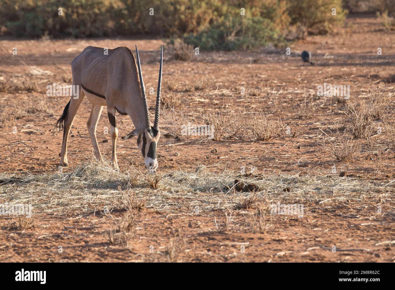 Beisa oryx (Oryx beisa), an einer Fütterungsstation im Samburu National Reserve, Kenia, wo während einer Dürre Lebensmittel verteilt wurden Stockfoto