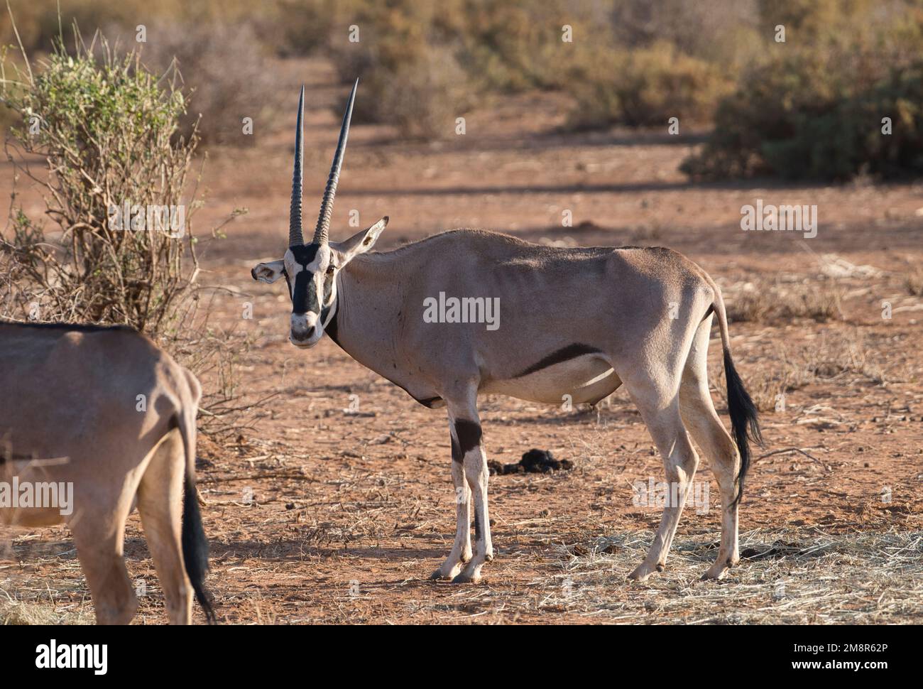 Beisa oryx (Oryx beisa), an einer Fütterungsstation im Samburu National Reserve, Kenia, wo während einer Dürre Lebensmittel verteilt wurden Stockfoto